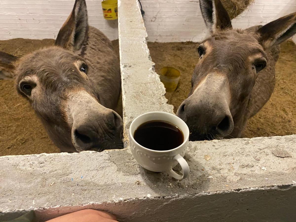 Hospedaje Rancho Guadalupe La Suiza エクステリア 写真